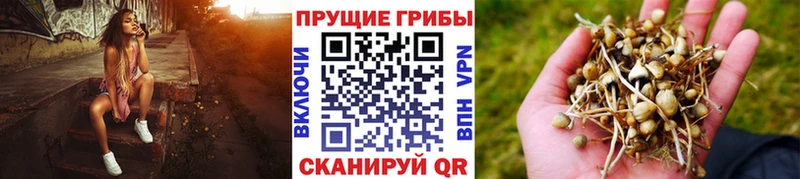 Галлюциногенные грибы Magic Shrooms Купить Новокубанск
